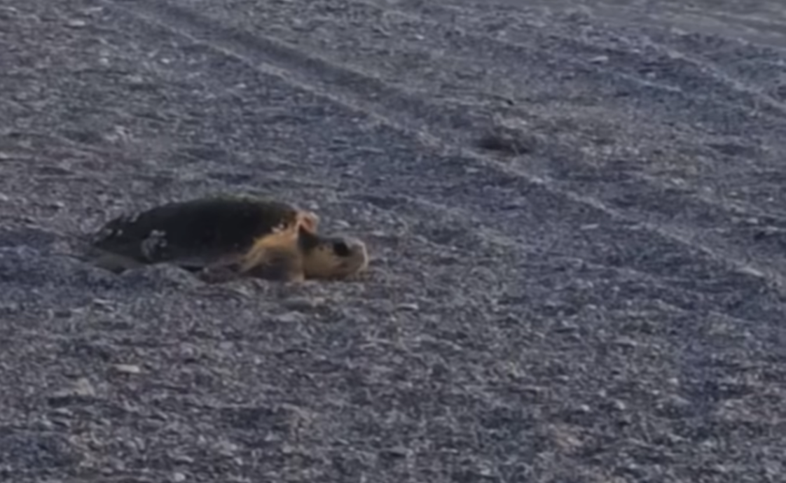 Tartaruga marina avvistata sulla spiaggia a Siderno – VIDEO