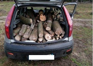 Sorpresi a rubare legna, arrestati