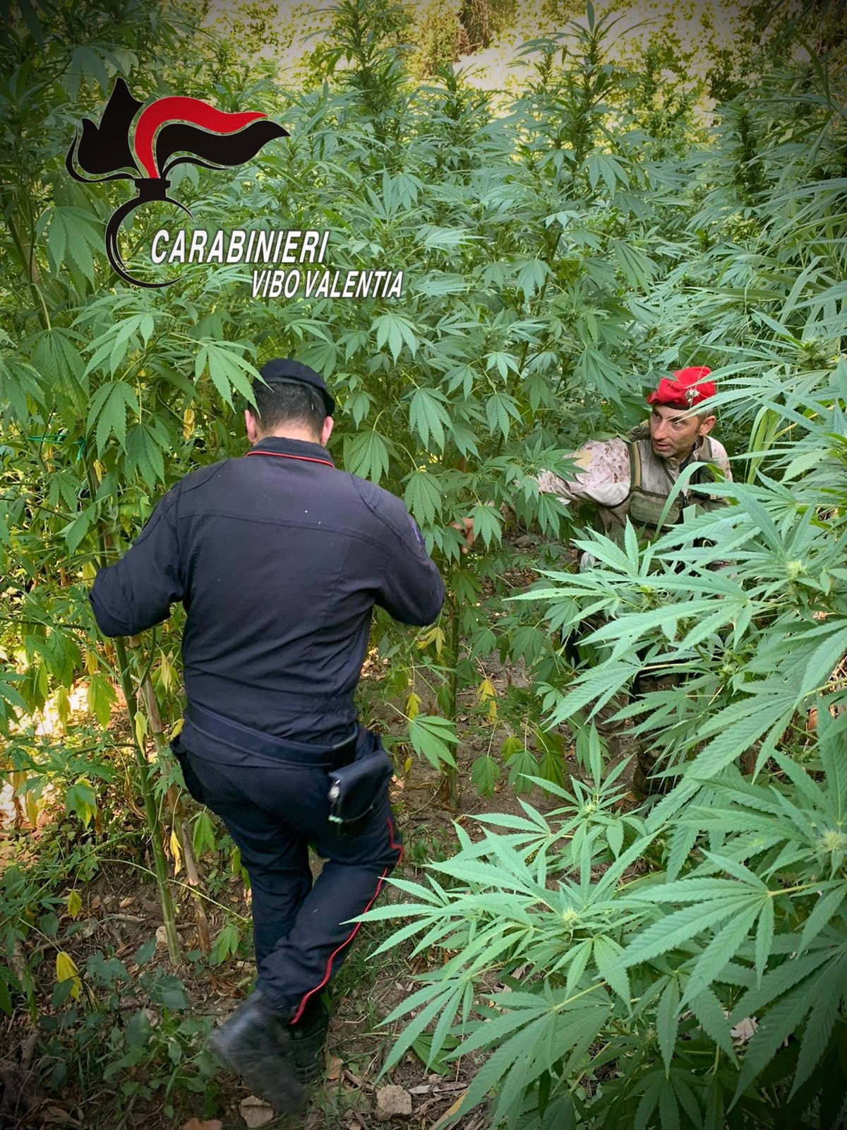 Nardodipace, scoperta una piantagione di cannabis con 476 piante