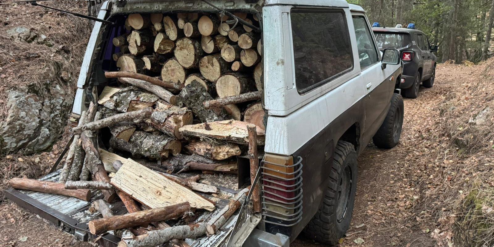 Taglio abusivo e furto di alberi di alto fusto, quattro arresti nel Crotonese
