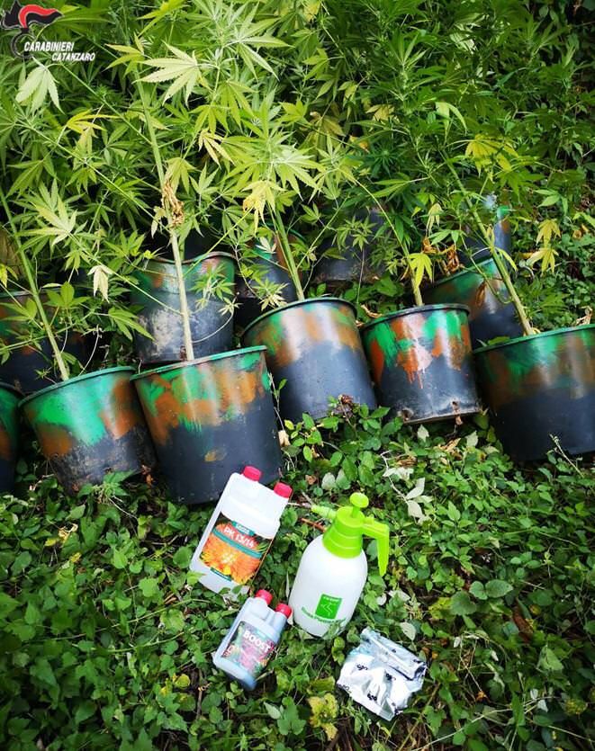 Scoperto nella piantagione tenta la fuga, arrestato 26enne a Lamezia
