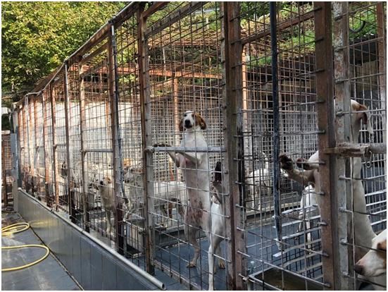 Cosenza, dissequestrato il canile di San Pietro in Guarano
