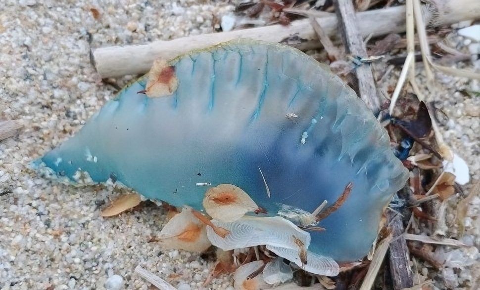 La Caravella portoghese arriva a Vibo Marina: rinvenuto un esemplare sulla spiaggia