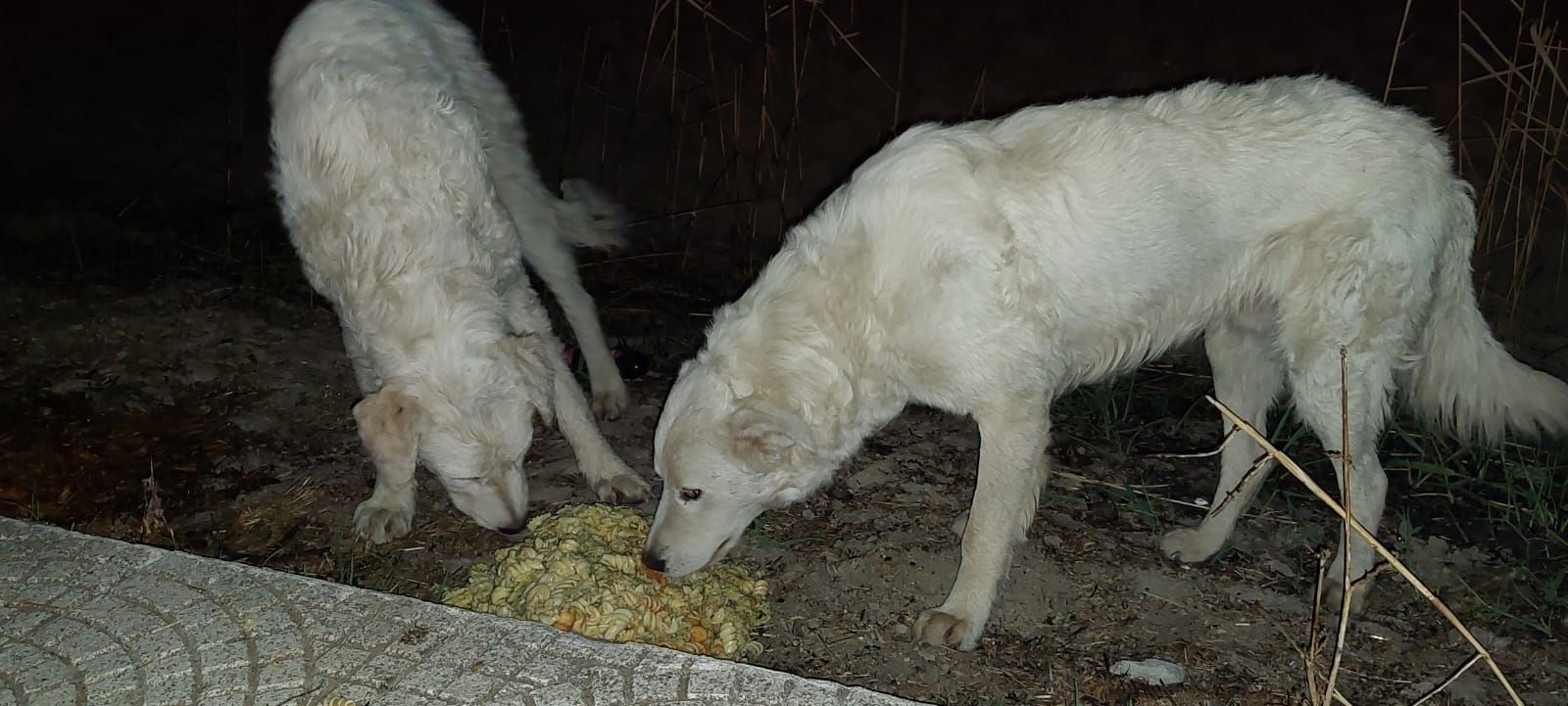 Uccisi a fucilate due cuccioli di maremmano a Cassano