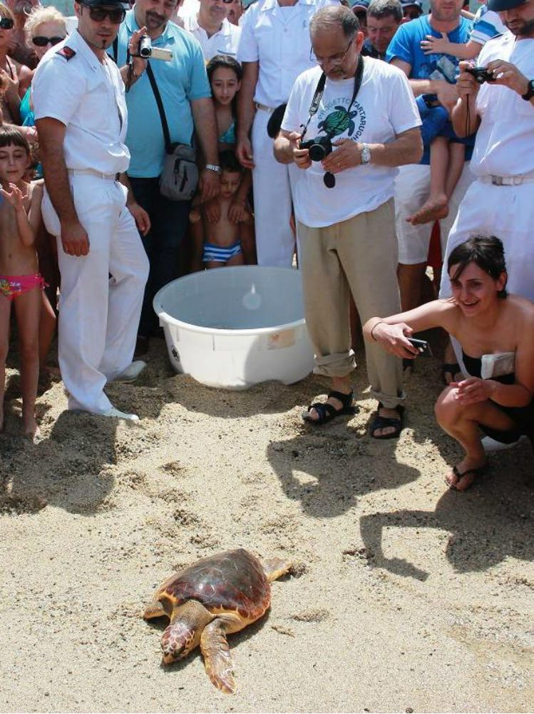 La tartarughe "caretta caretta" (ri)guadagnano la via del mare