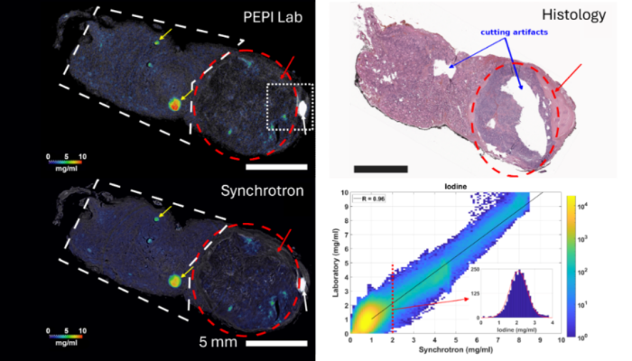 Istologia virtuale, la ricerca UniCal apre una nuova strada per lo studio tridimensionale della tiroide