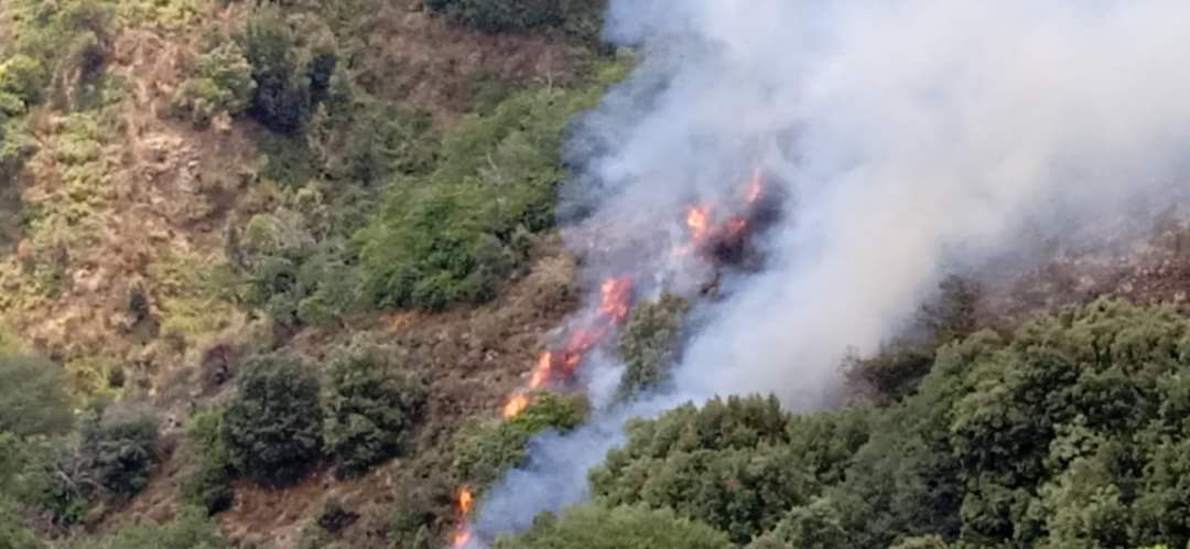 Incendi, minacciata la macchia di Farnetto ad Africo Vecchio. «Siamo alla disperazione»