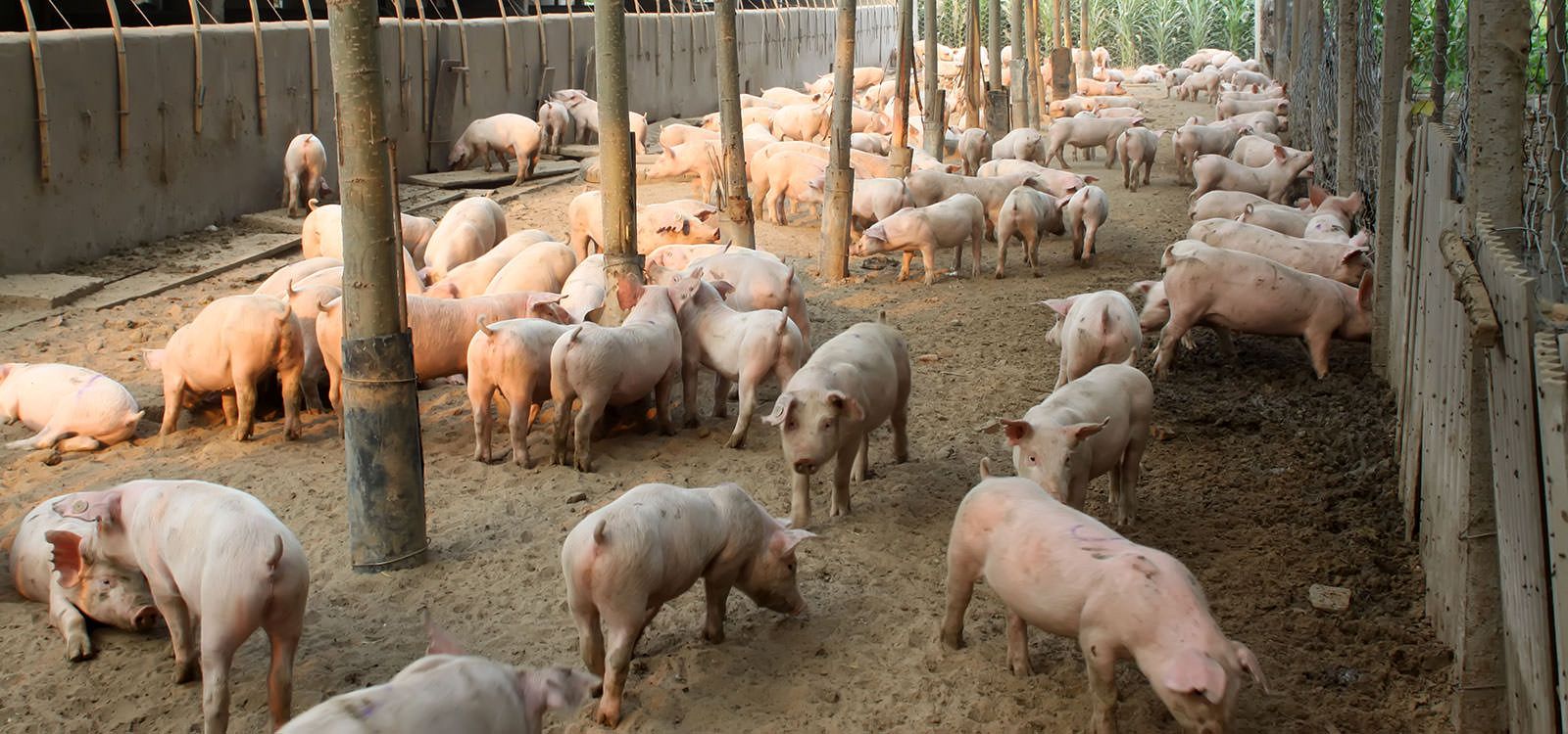 Alla Mediterranea un forum sui suini 