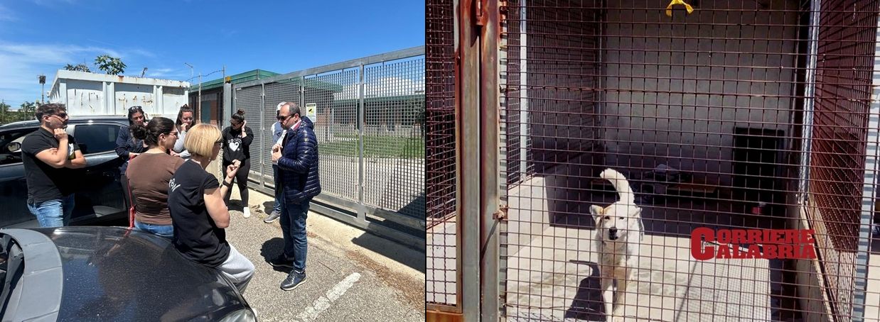 Reggio Calabria, fuori dal cancello dopo dieci anni. Il caso del canile di Mortara