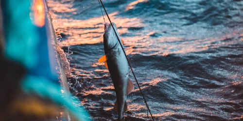 pesca-biodiversità-mare