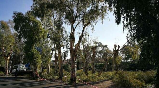 Abbatte eucalipteto, imprenditore denunciato nel Crotonese