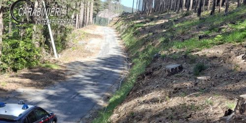 Taglio abusivo di 372 alberi: area sequestrata a Nardodipace