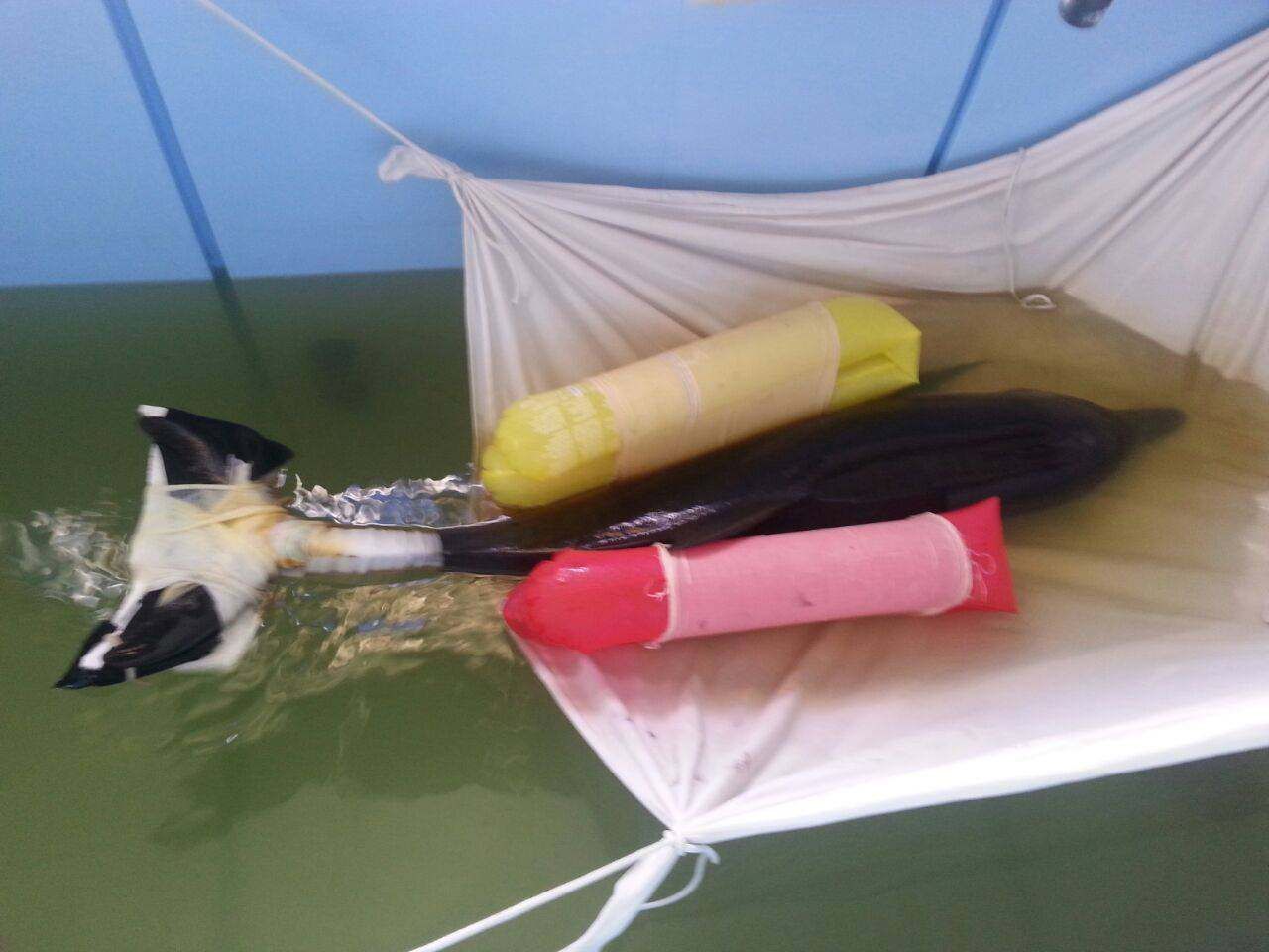 È morto il delfino Summer