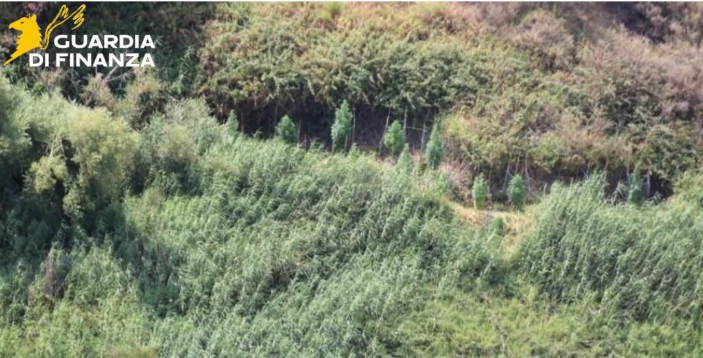 Scoperte due piantagioni di marijuana tra Cutro e Papanice: sequestrate 128 piante – VIDEO