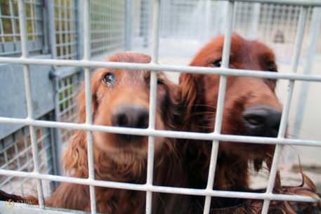 I fondi del canile sui conti personali, 4 denunce a Reggio