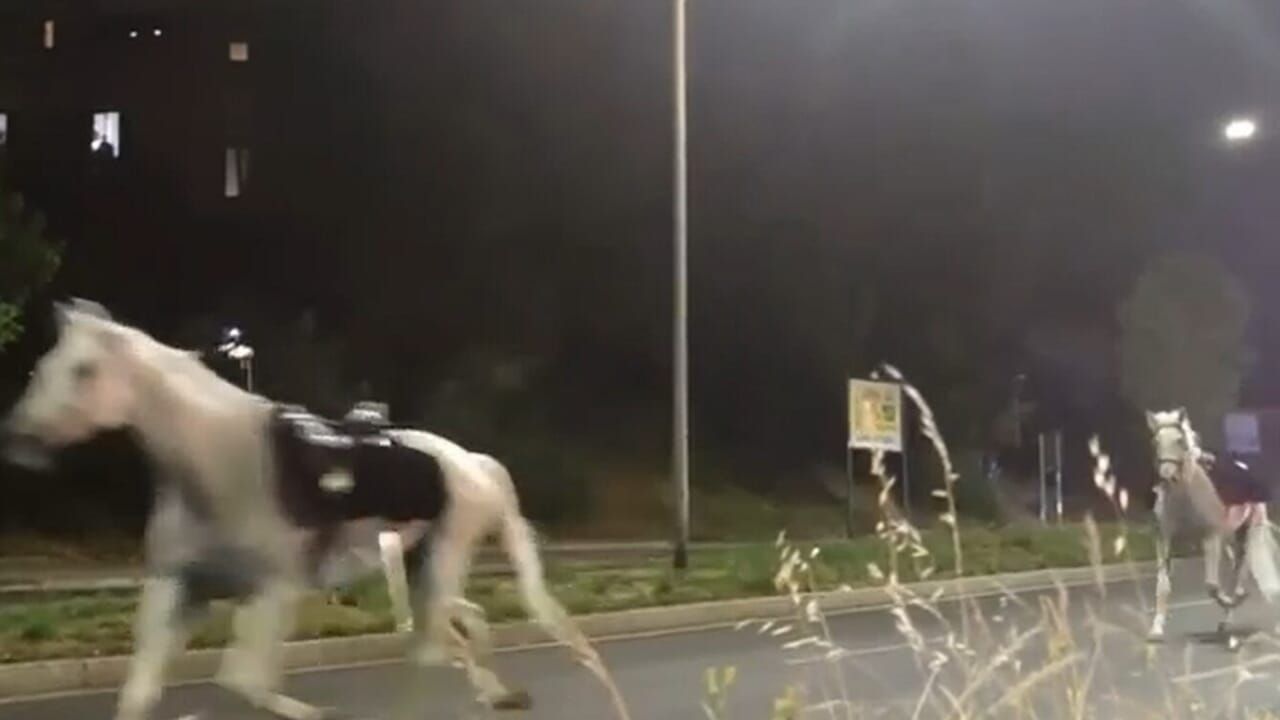 Cavalli in fuga nella notte a Roma, tre agenti feriti