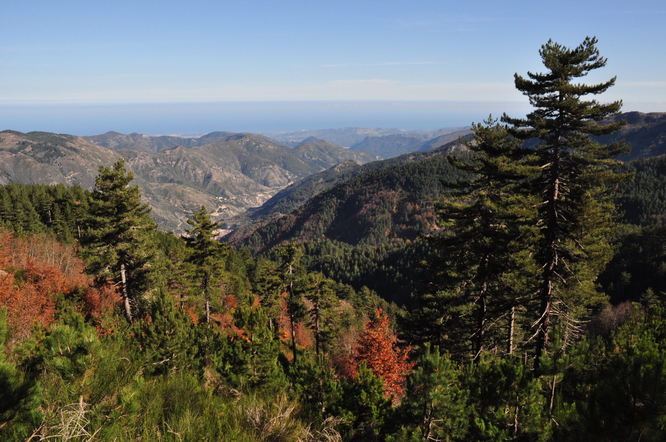 Sila: selve d’acciaio al posto delle foreste