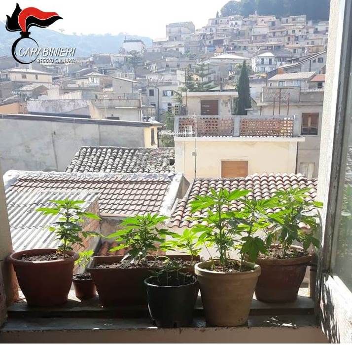 Nasconde in casa 60 piante di marijuana, 54enne arrestato a Gioiosa Jonica