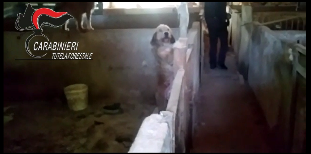 Canile “lager” e illegale scoperto a Catanzaro, scatta il sequestro – VIDEO