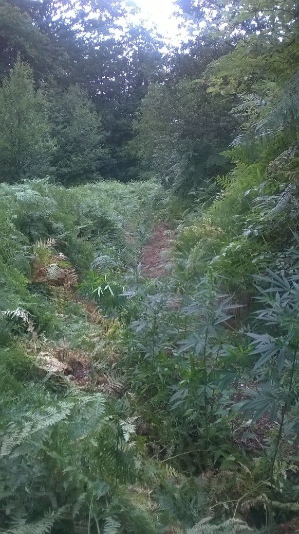 Sequestrata piantagione di marijuana a Conflenti