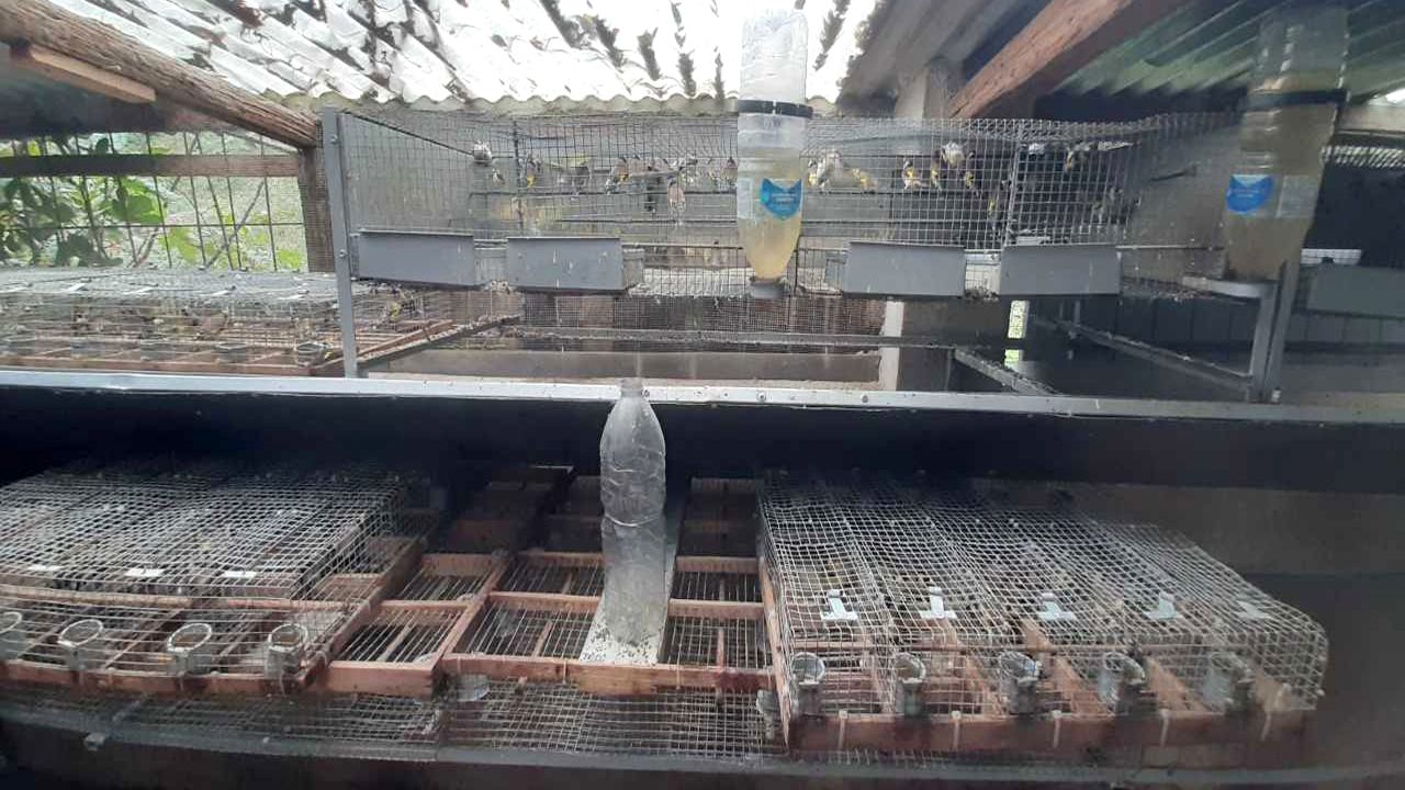 Detenevano un migliaio di esemplari di specie protette, due denunce nel Reggino