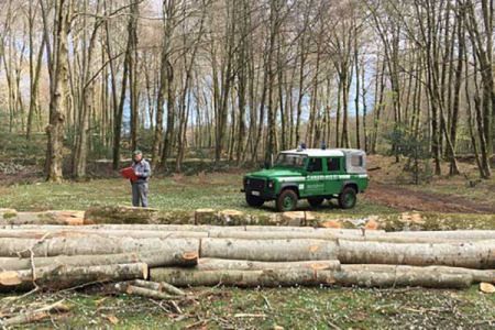 Taglia abusivamente 192 alberi, arrestato 54enne
