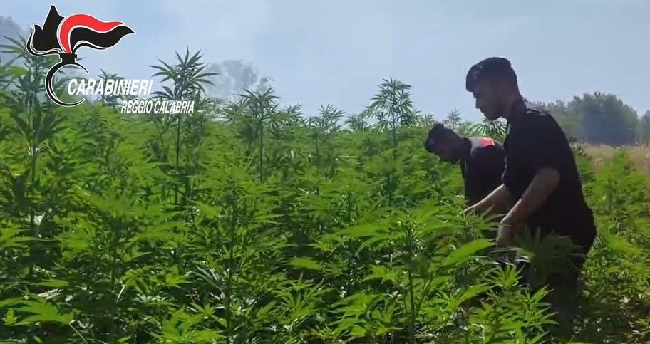 Gioia Tauro, scoperte quattro piantagioni di marijuana – VIDEO