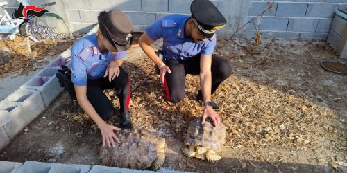 mini zoo abusivo gioia tauro