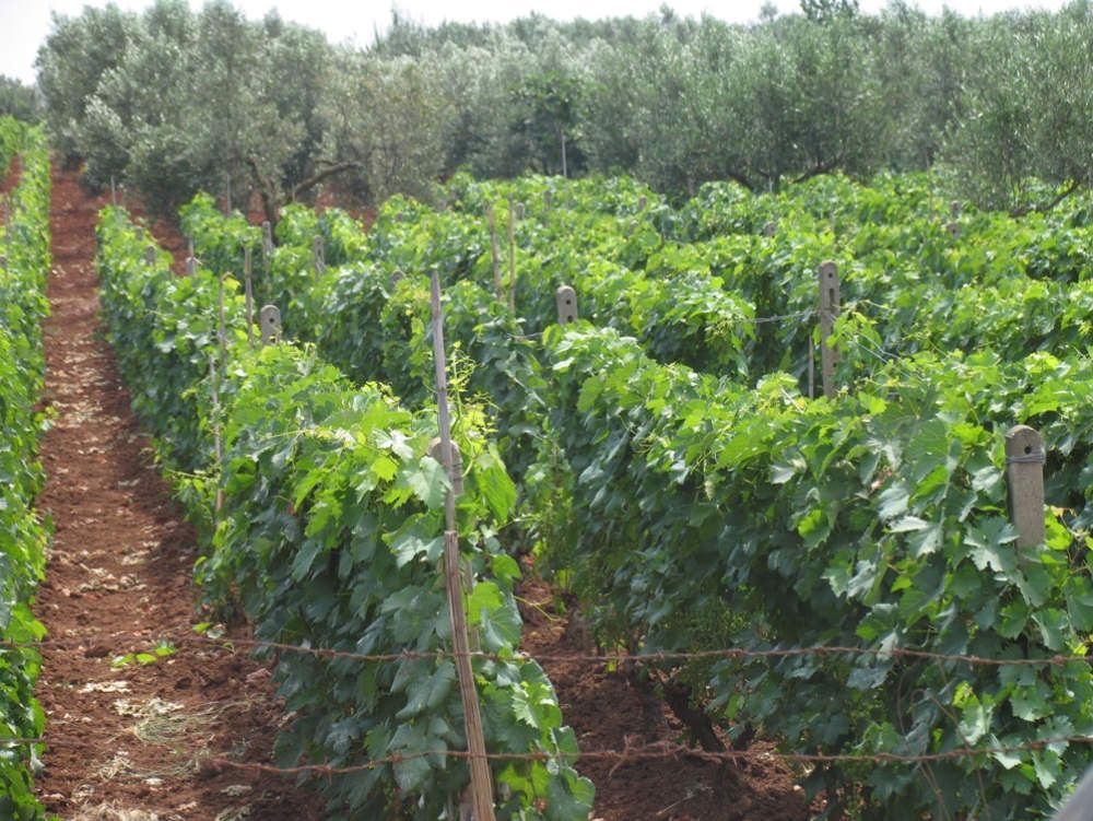 Vendemmia 2013 eccezionale in Calabria