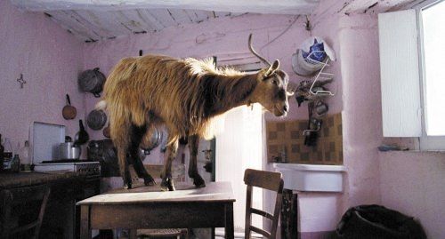 “Le quattro volte” di Frammartino al MAXXI di Roma