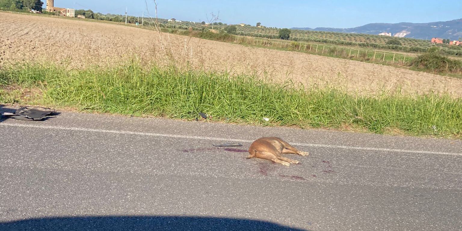 Lamezia, cinghiali irrompono su via del Progresso e vengono investiti
