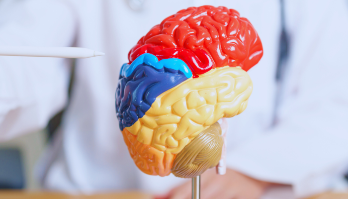 Parkinson, dalla Sapienza nuove prospettive per la diagnosi