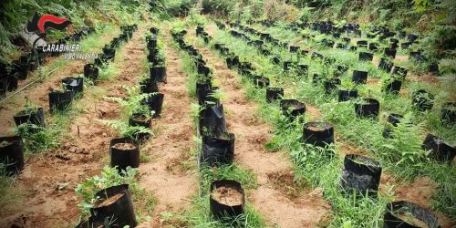 vivaio-marijuana-vibo