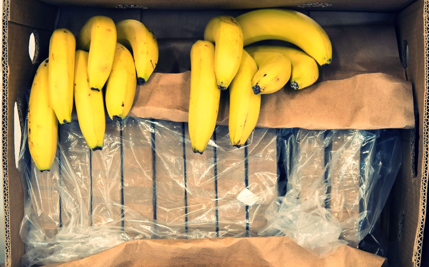 La cocaina dalla Colombia nel carico di banane: la trattativa con il “Clan del Golfo” e i contatti di Giuseppe Nirta ad Anversa