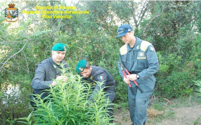 Crotone, scoperte due piantagioni di marijuana