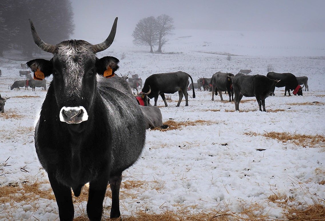 Una mostra e un convegno sulla transumanza organizzato dalla Cineteca della Calabria