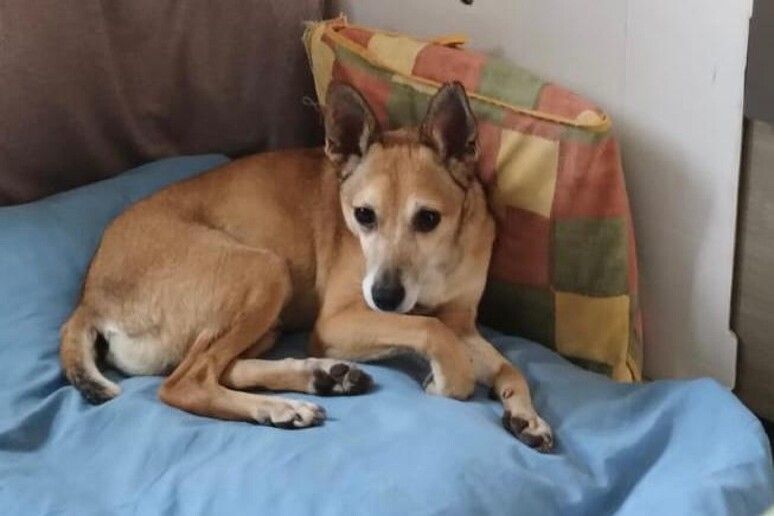 Tutti alla ricerca di Skinny, il cane “camminatore” calabrese sparito nel Varesotto