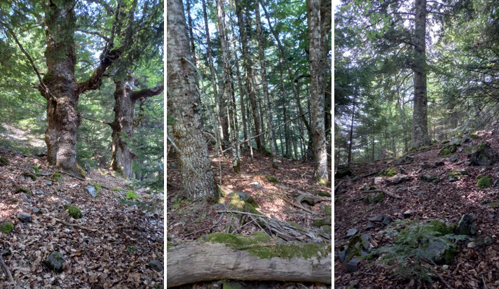 Aspromonte, la faggeta patrimonio Unesco è salva