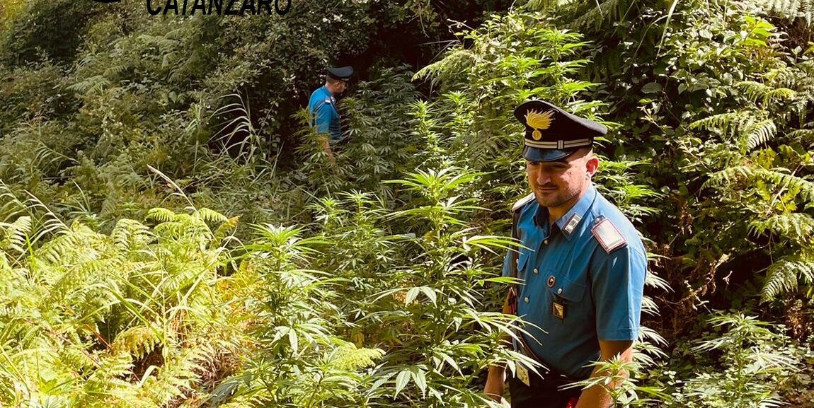 Tiriolo, sequestrate circa cento piante di cannabis indica