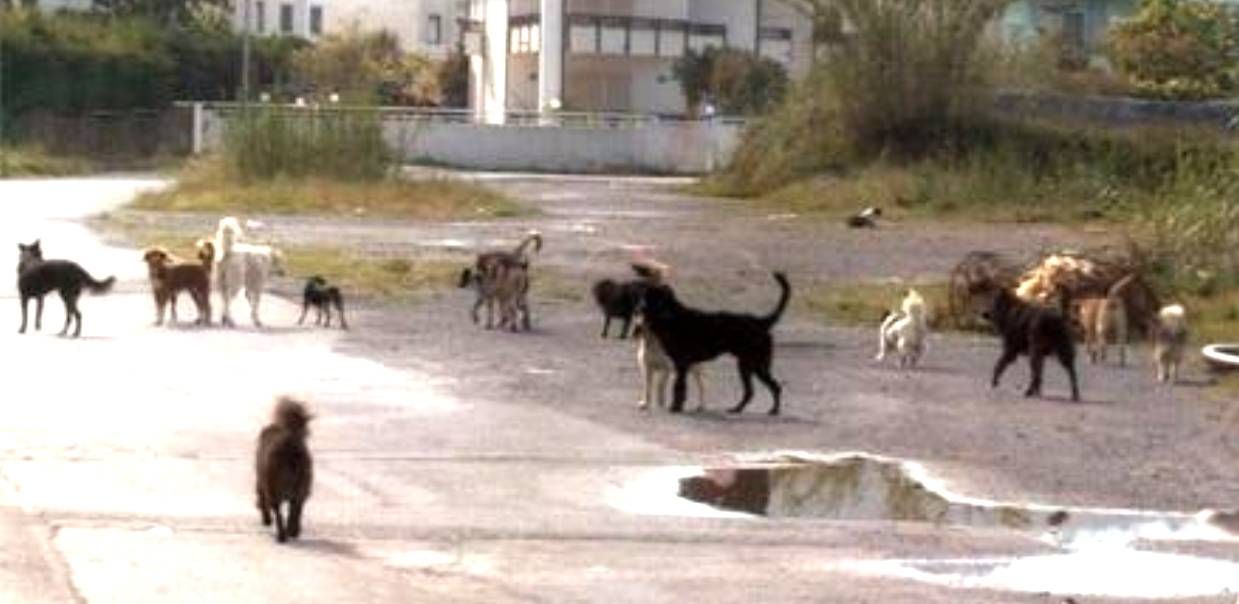 Alla Calabria la maglia nera per i cani avvelenati: circa 3mila in cento giorni