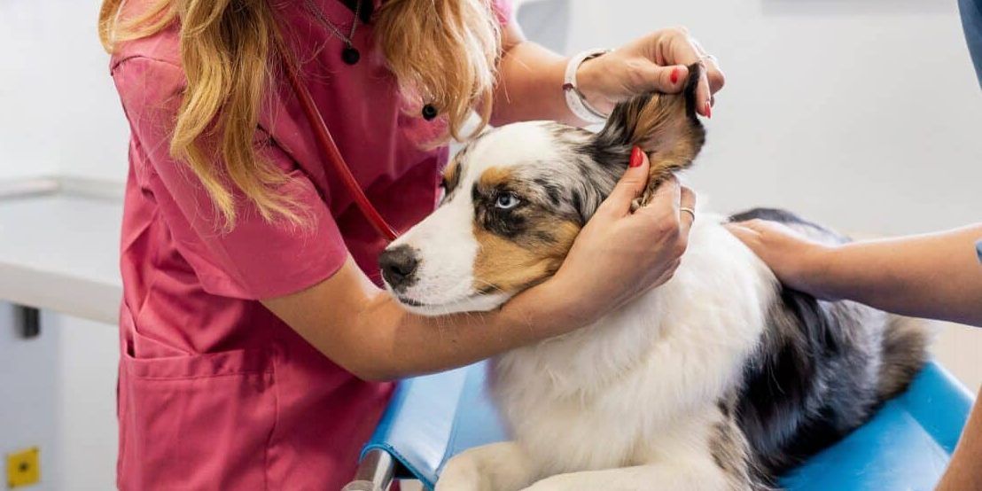 Il 70% delle infezioni emergenti derivano dagli animali