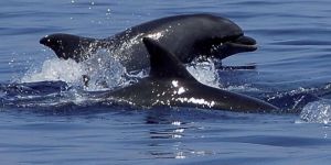 Delfini nel porto di Crotone, avvistata una famiglia stabile di tursiopi – VIDEO