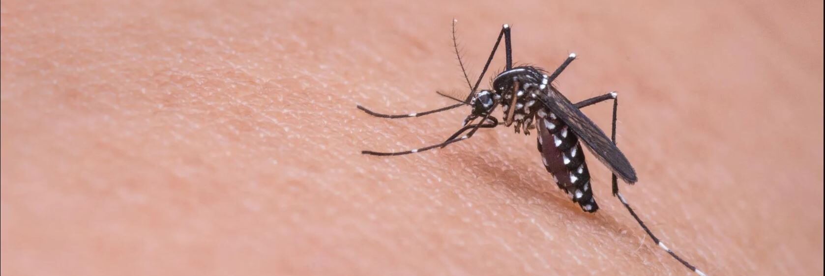 West Nile virus, impennata di casi in Italia