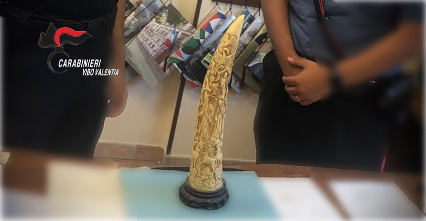 Zanna di elefante da 150mila euro rinvenuta in un’azienda agricola a Stefanaconi – VIDEO E FOTO