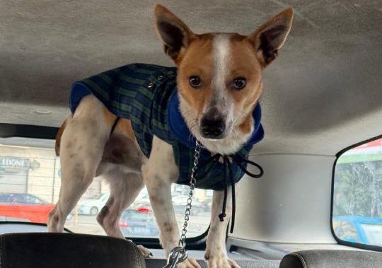 Cane lanciato da un’auto sulla Statale 106 a Reggio Calabria, indagini in corso