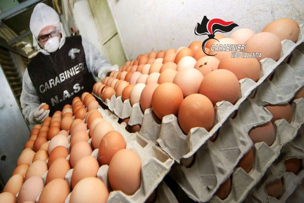 I Nas sequestrano 4mila uova in un'azienda del Vibonese