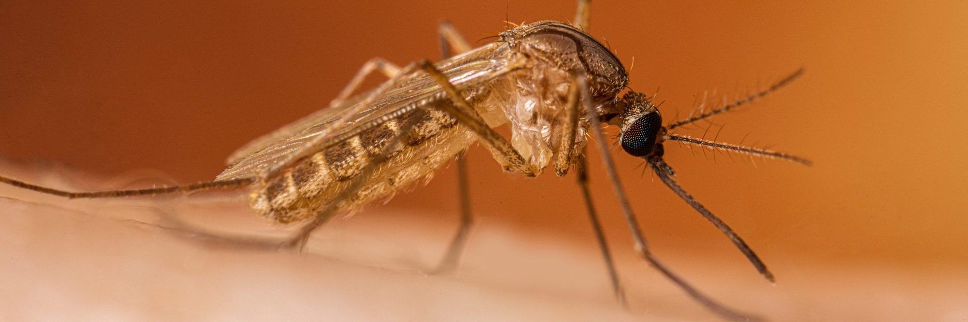 Nel 2025 già 647 casi e 47 decessi da West Nile
