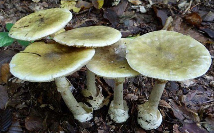 Rischia la vita dopo aver ingerito l’Amanita falloide: grave una 61enne ricoverata a Bari