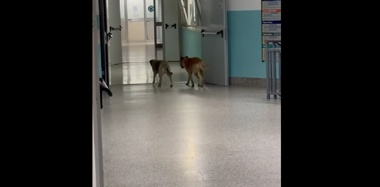 Cani randagi nell’ospedale di Lamezia Terme, Battistini: «Da anni il comune non interviene sul fenomeno»
