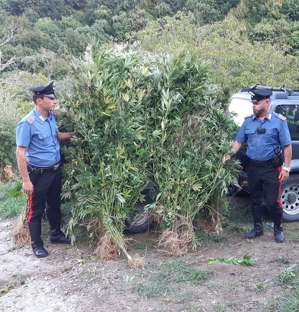 Scoperta dai carabinieri piantagione con 104 fusti di marijuana a Petronà